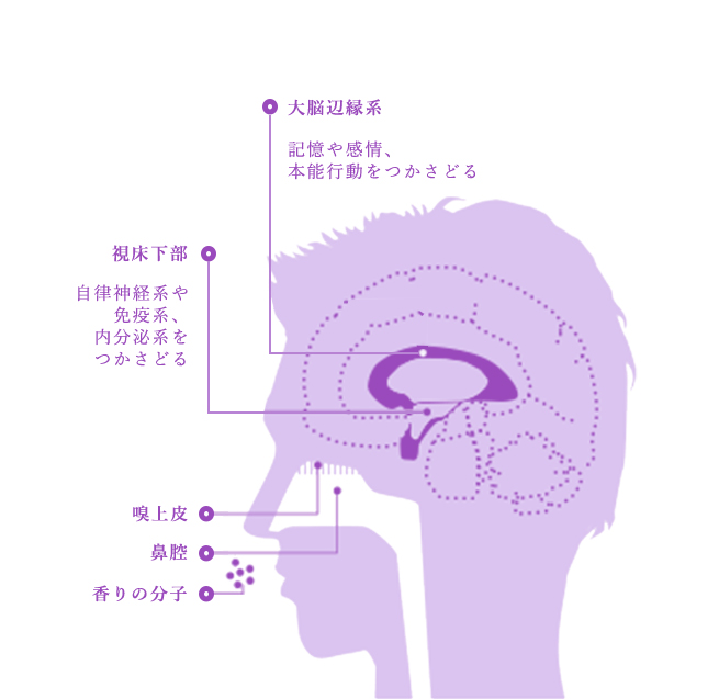 自律神経系やホルモン分泌にも働きかける香りの力。